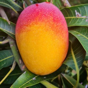 Mango Siciliano OFFERTA 2,5 Kg